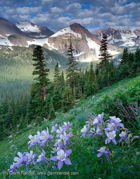 Columbine along Trail to Arapaho Pass